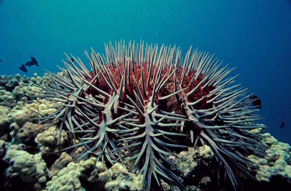 De giftige speldenkussens vermenigvuldigen  zich snel en hebben weinig natuurlijke vijanden.   – © Georgette Douwma/Minden Pictures