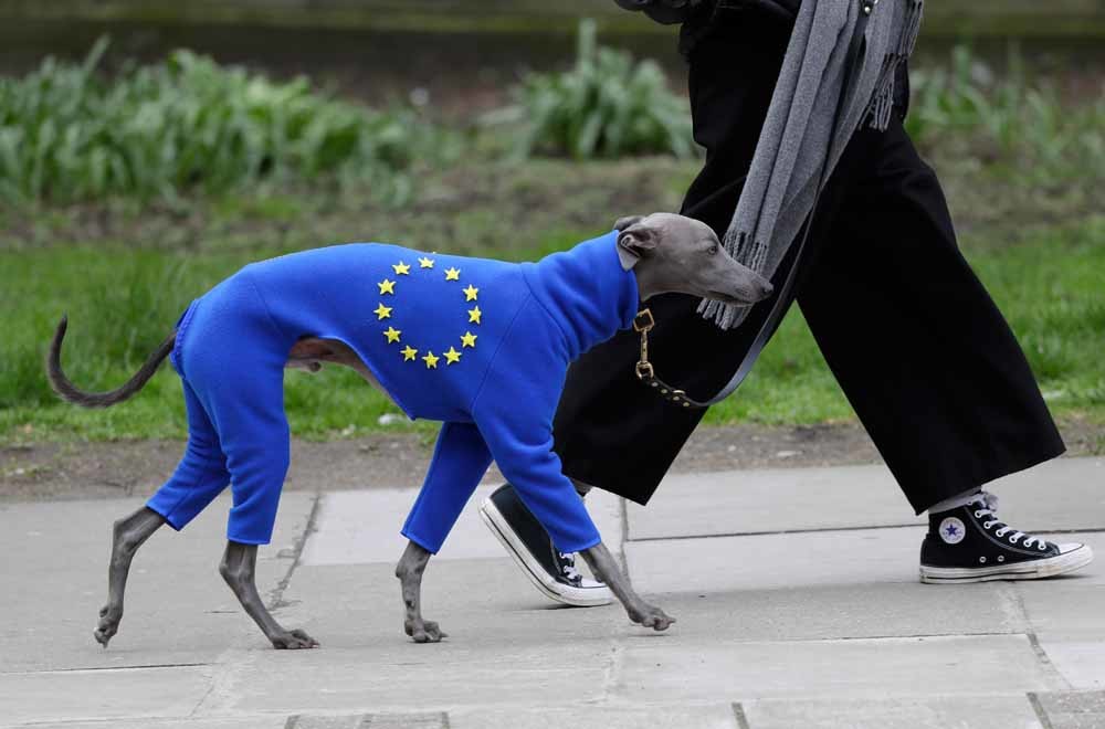 Een Hazewindhond in een pro-Europese onesie tijdens de People's Vote March afgelopen weekeinde in Londen. – © Kirsty Wigglesworth / AP