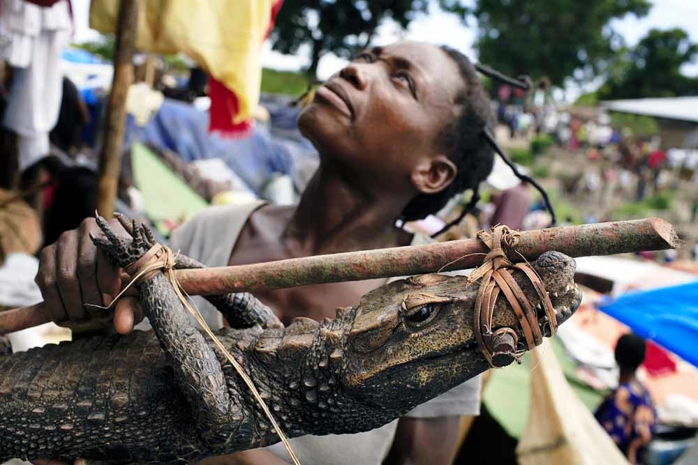 Een vrouw in Mombongo, een haven aan de Congo, probeert een krokodil te verkopen aan passagiers op een boot.  © Getty Images