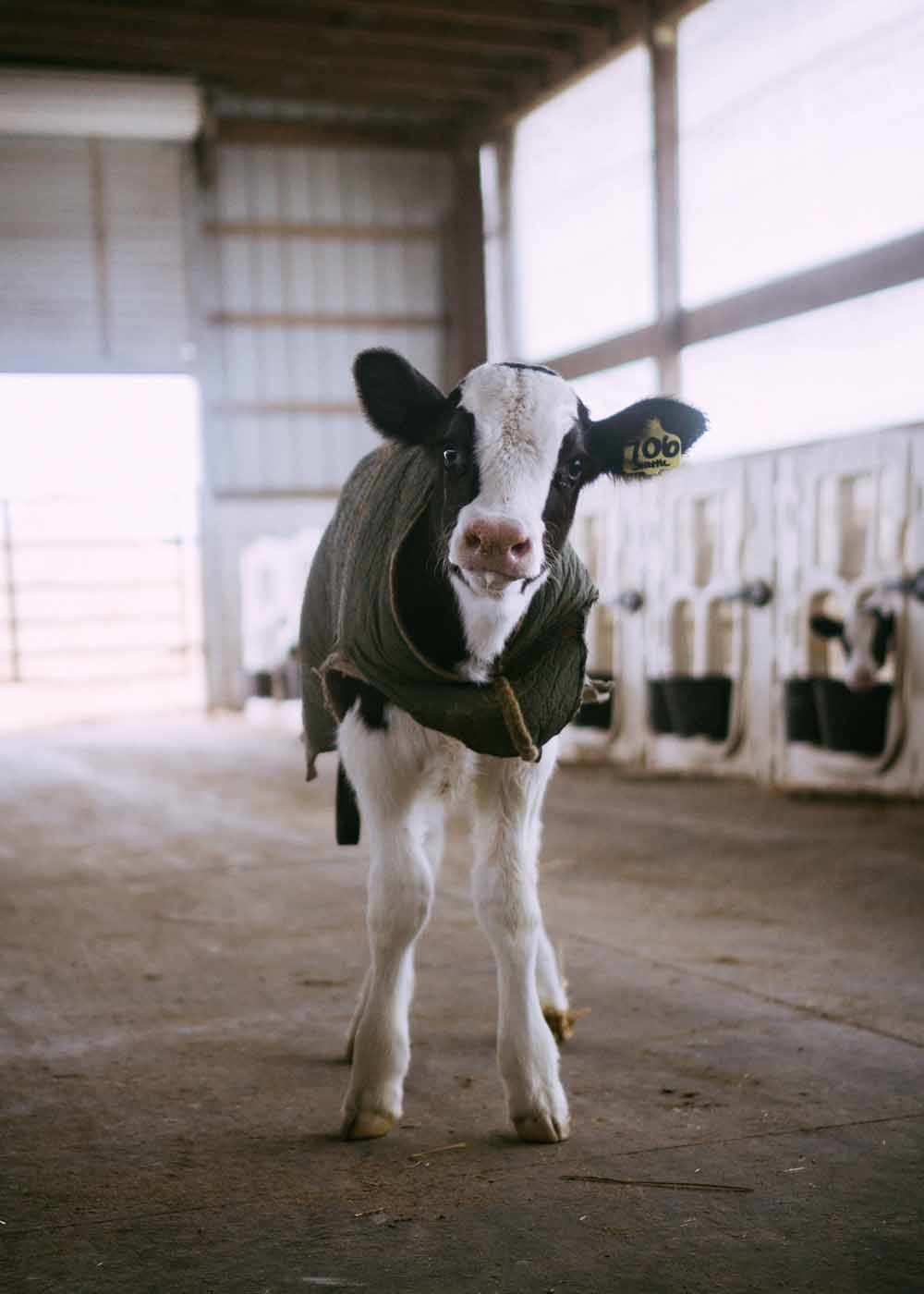 In de melkveehouderij wordt aangeraden om het kalf binnen een uur na de geboorte bij de moeder weg te halen, om de traumatische impact van de scheiding zo klein mogelijk te houden.