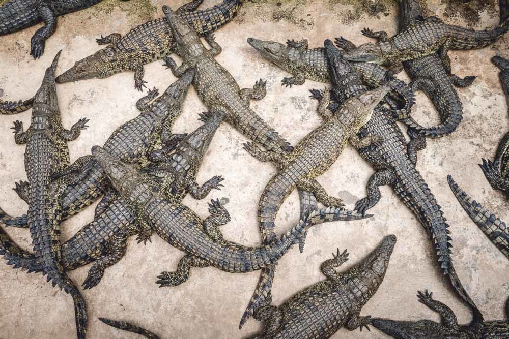 De Nijlkrokodil (Crocodylus niloticus) is de op een na grootste reptiel ter wereld en komt voor in heel Subsaharaal Afrika. © HH