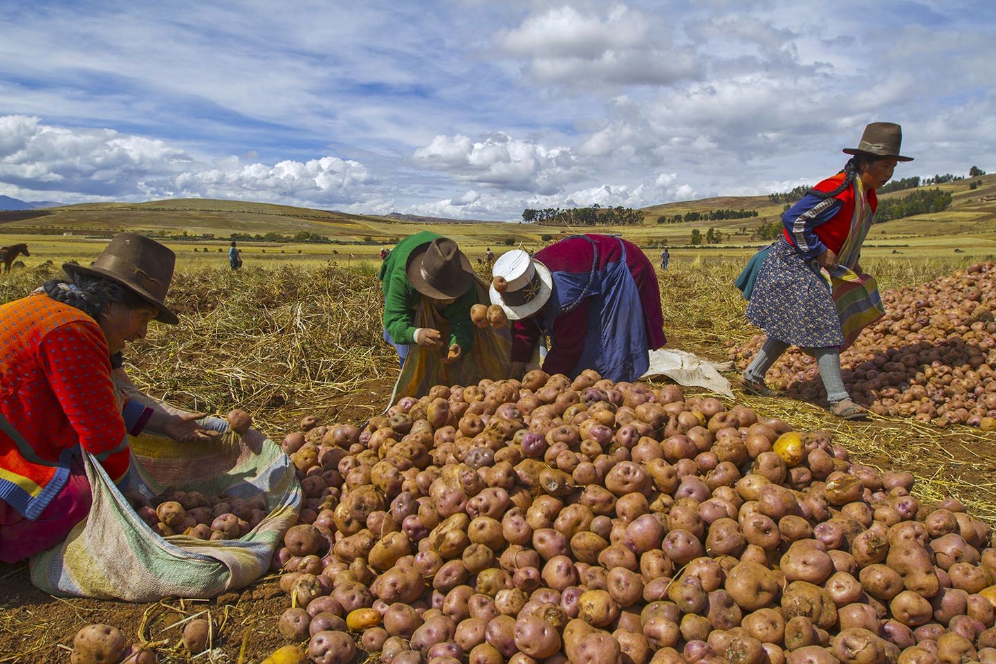 Aardappeloogst in de Andes. © Thomas O'Neill