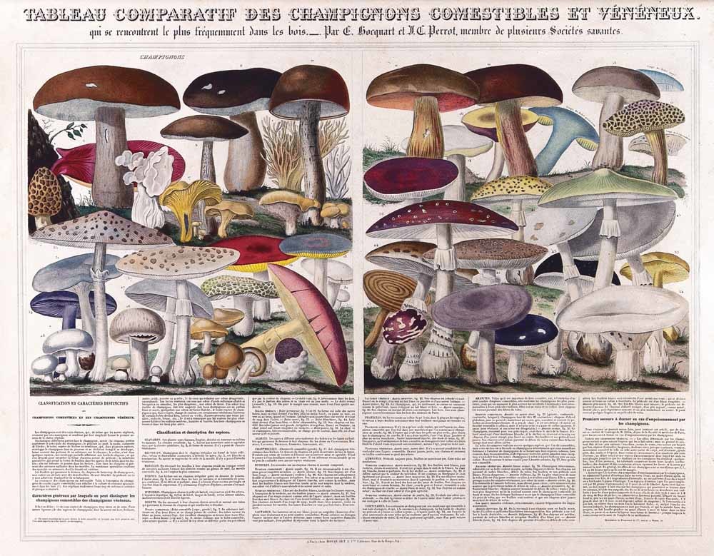 Eetbare paddestoelen © A.M. Perrot / Wellcome Collection