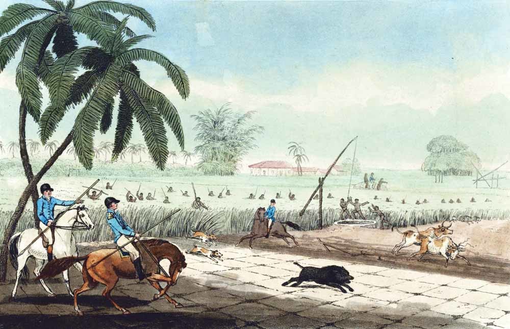 De levensverwachting van de tot slaaf gemaakten op de suikerrietvelden van Jamaica was erg laag, zo vielen de meest overwerkte en mishandelde krachten al na zeven jaar dood neer. – © Samuel Howitt, Beating sugar-canes for a hog, 1807 / Getty