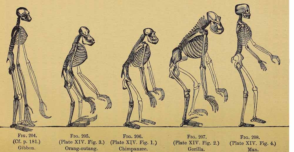 Illustratie uit  The evolution of man: a popular exposition of the principal points of human ontogeny and phylogeny (1896) van Ernst Haeckel. – © Wikipedia