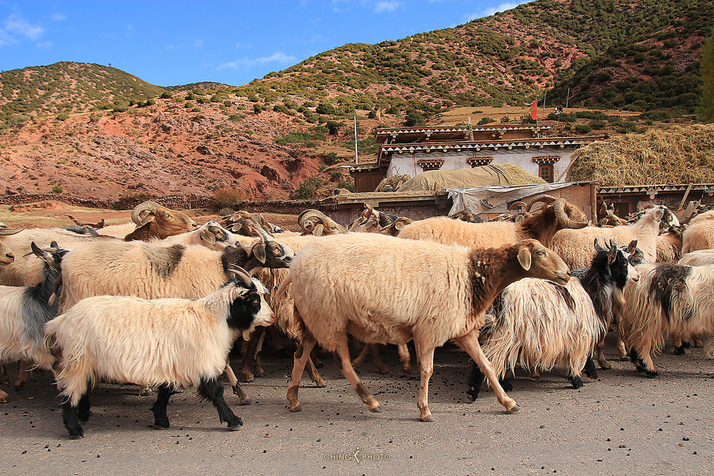 Schapen in Tibet. – © Ching Ching Tsui/ Flickr Creative Commons