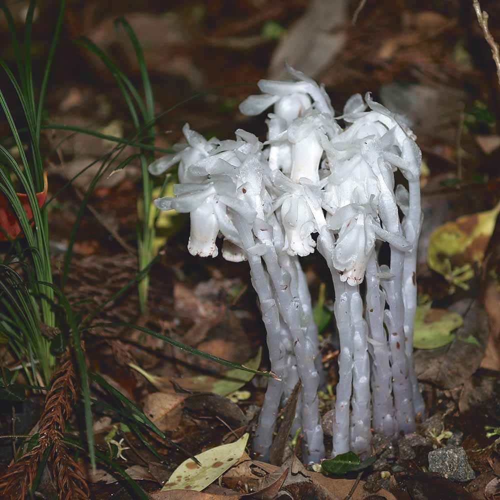 Monotropastrum humile is een myco-heterotrofe plant die zijn energie haalt uit het schimmelnetwerk zonder daarvoor iets terug te leveren.  © Wikipedia
