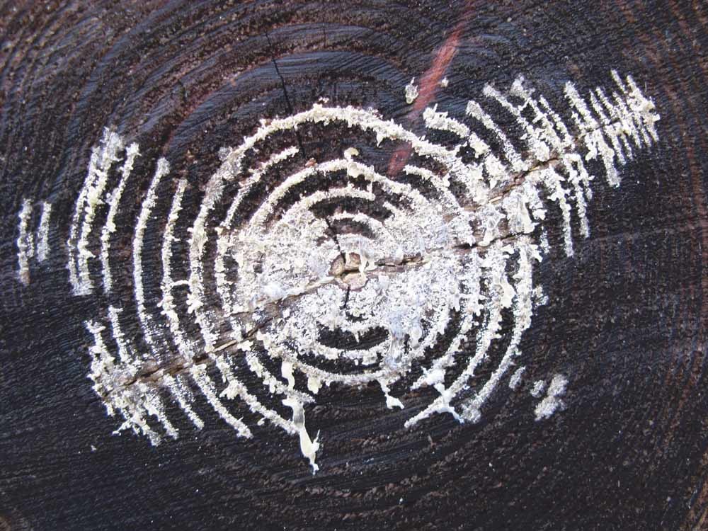 Jaarringen van bomen bevatten een schat van informatie over het klimaat.  © Getty