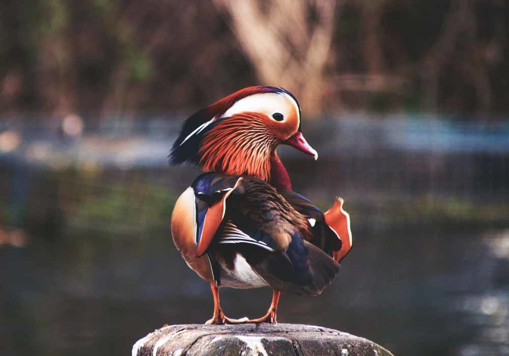 Woodberry-wetlands