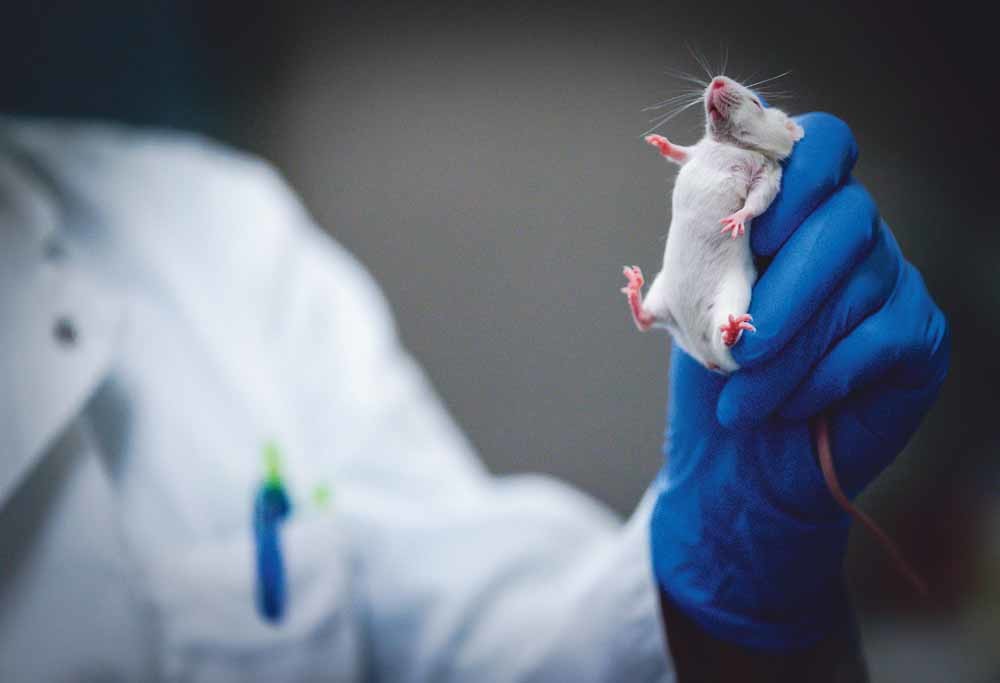 Een medewerker van het Centraal Dierenlaboratorium van het Radboudumc verzorgt muizen voor onderzoek naar schisis. – ©  Robin van Lonkhuijsen / ANP