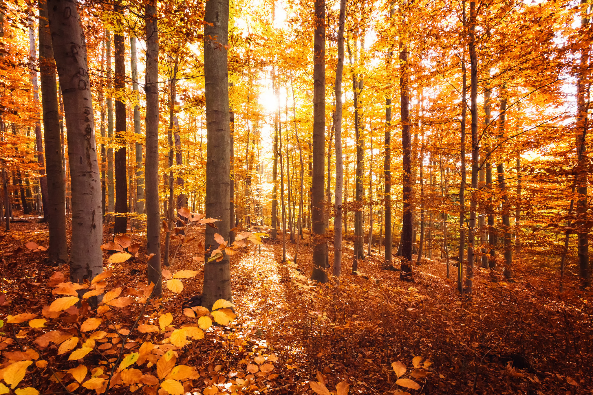 Beukenbos. – © Olli Henze / Flickr Creative Commons