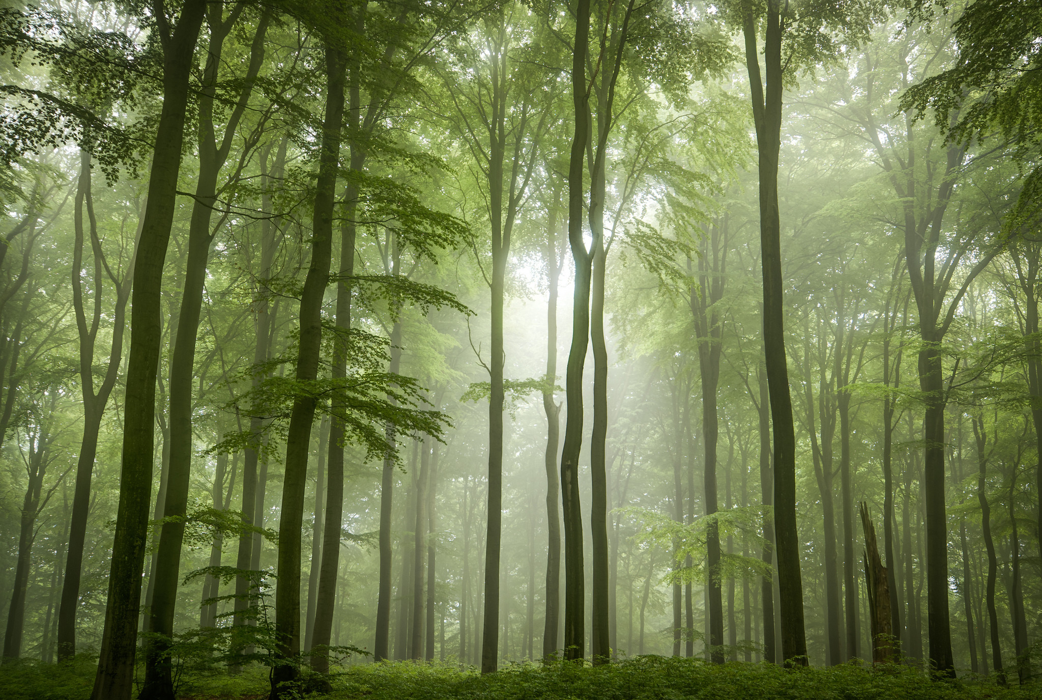 Beuken in het Westerwald. – © Christian / Flickr Creative Commons