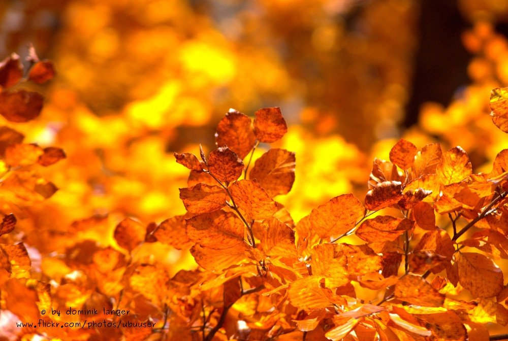 © dominikla / Flickr Creative Commons
