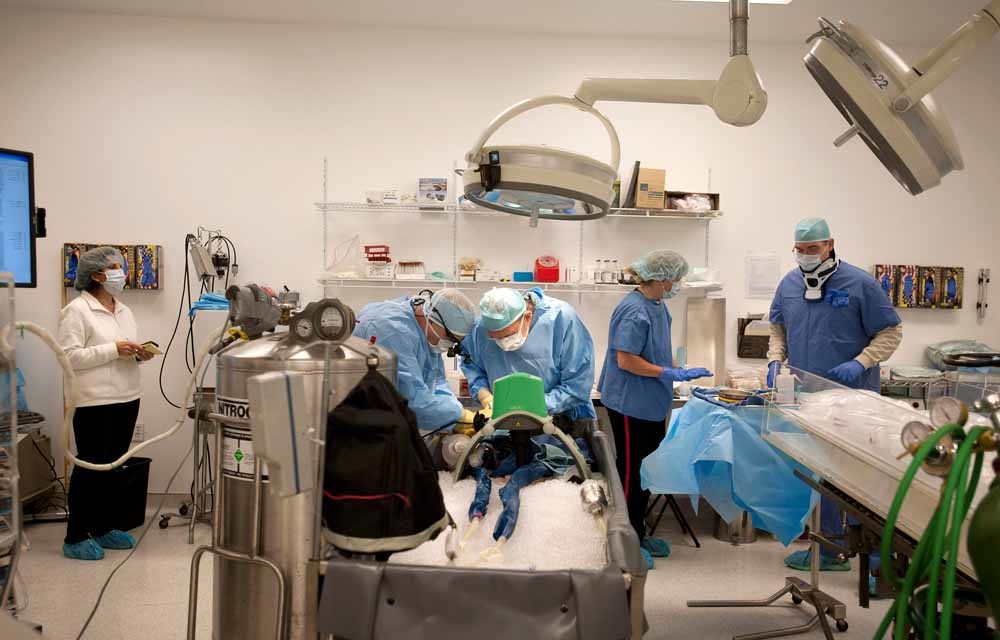 Het lichaam van de 23-jarige Kim Suozzi, die overleed aan kanker, wordt in ijs gepakt bij de Alcor Life Extension Foundation. – © Laura Segall / HH