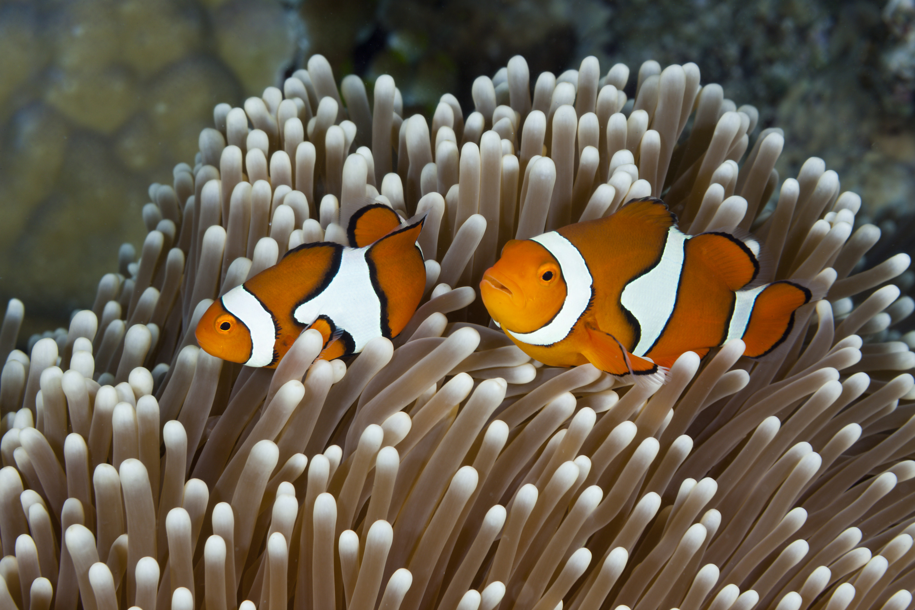 Twee clownvisjes bij een Australisch rif. Nadat Finding Nemo uitkwam waren ze ongekend populair voor aquaria en werden ze volop gekweekt.