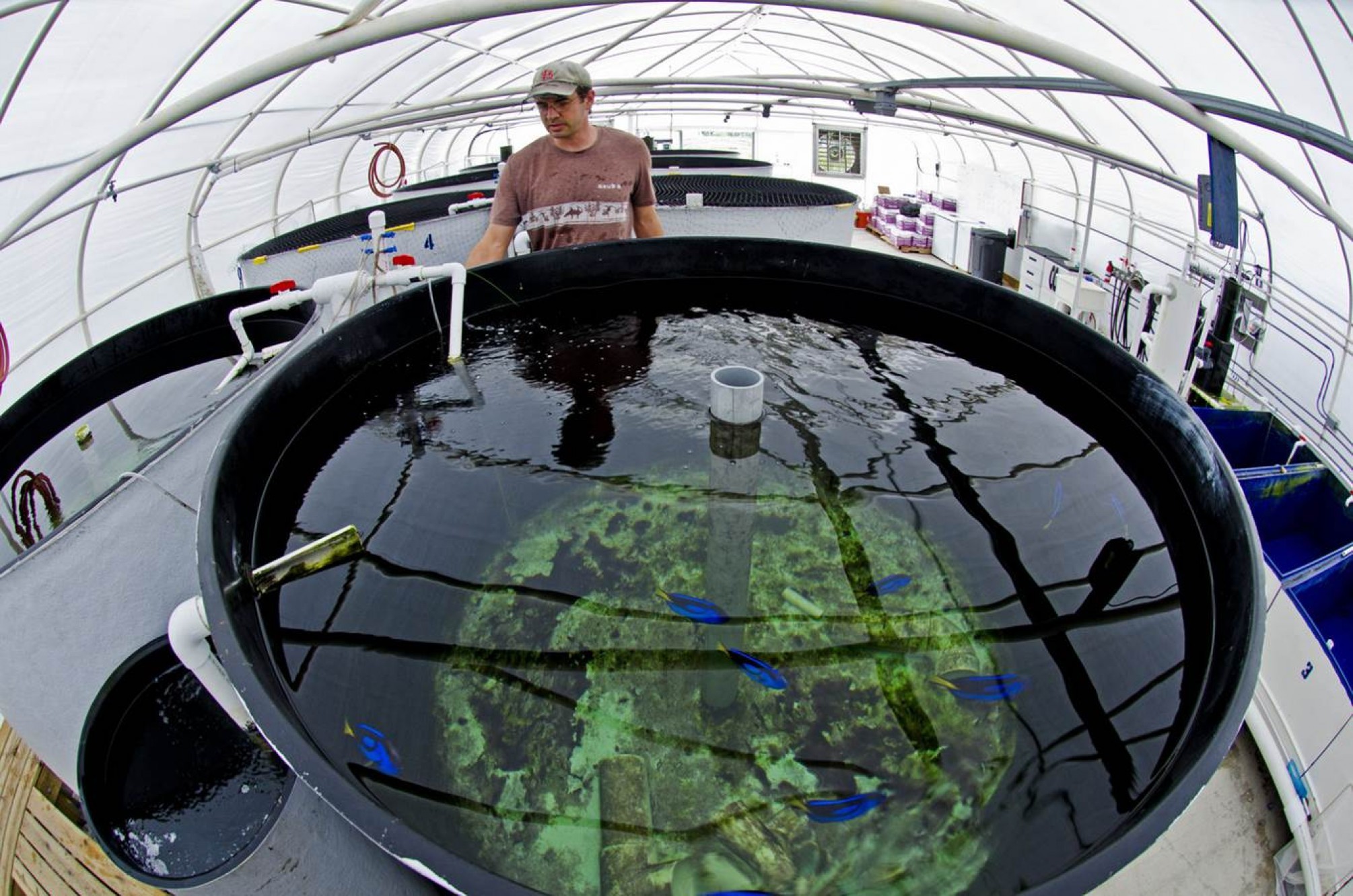 In het lab van Cassiano, waar tropische vissen worden gekweekt en al lang wordt geprobeerd een perfecte Dory tot stand te brengen. – © Matthew Wittenrich