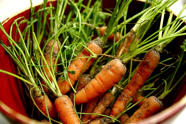 Wortels uit eigen tuin - © Steven Depolo