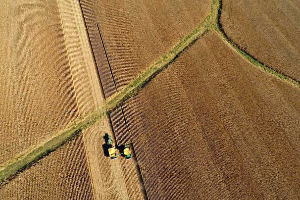 Maisvelden in Malden, Illinois. – © Daniel Acker / Bloomberg via Getty Images