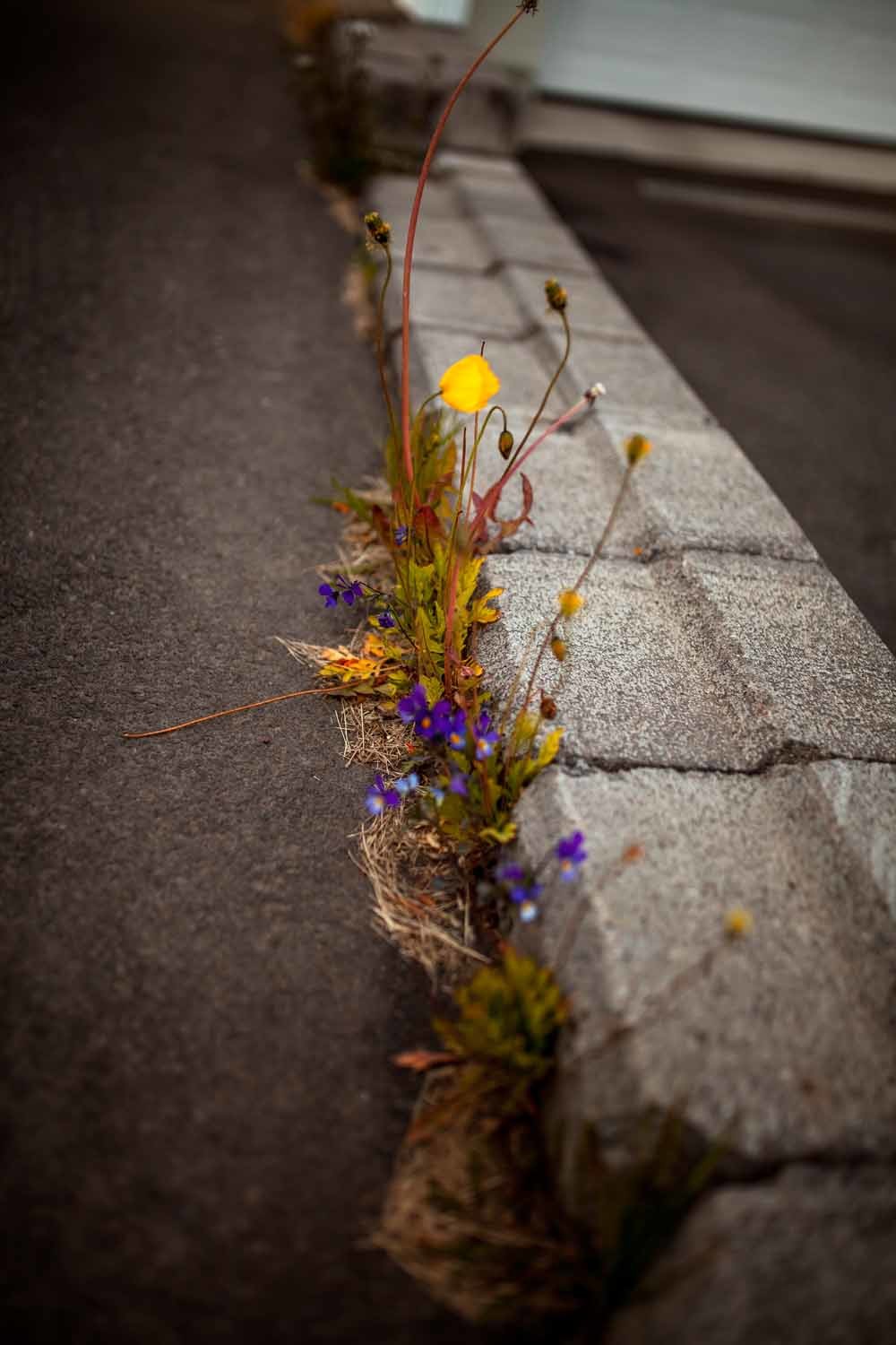 Wilde bloemen langs een stoeprand. – © Getty