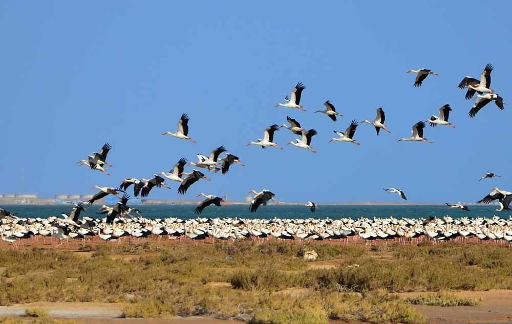 Migrerende ooievaars in Egypte, aan de Rode Zee. – © Wikimedia