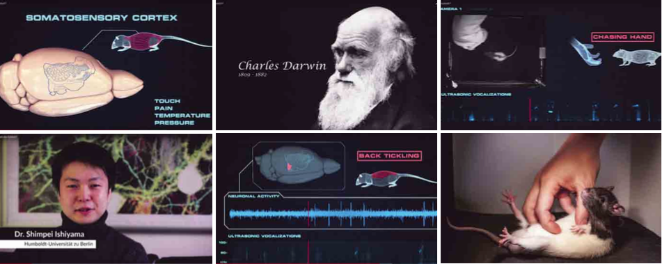 Darwin en Aristoteles hielden zich al bezig met kietelen bij mensen, onderzoekers uit Berlijn ontdekten onlangs dat ook ratten er plezier aan beleven.